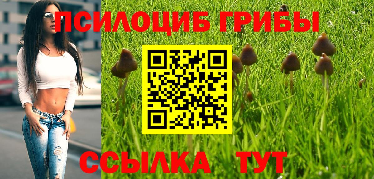 Галлюциногенные грибы Psilocybe Елабуга