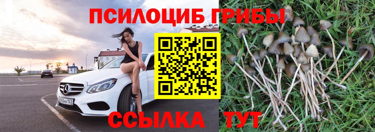 где купить наркоту  Псилоцибиновые грибы MAGIC MUSHROOMS  Псилоцибиновые грибы Cubensis  Вход с VPN  Елабуга 